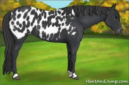 Horse Color: Black Blanket 
