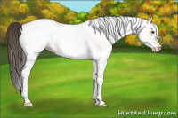 Horse Color:White Spotted Buckskin Dun 