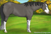 Horse Color:Grullo Splash 
