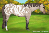 Horse Color:Bay Dun Appaloosa Rabicano 
