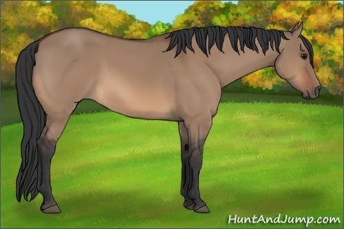 Horse Color: Bay Dun 