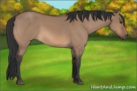 Horse Color:Bay Dun 