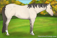 Horse Color:Amber Cream Champagne Roan 