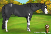 Horse Color:Black Sabino Blanket 