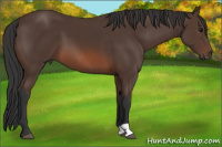 Horse Color:Brown 