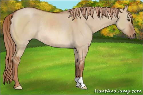 Horse Color: Red Dun Rabicano 