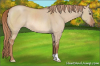 Horse Color:Red Dun Rabicano 