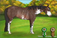 Horse Color:Bay Sabino Rabicano