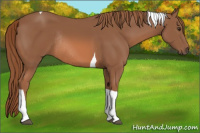 Horse Color:Chestnut Tobiano Rabicano