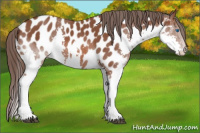 Horse Color:Bay Splash Appaloosa 