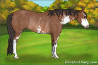 Horse Color:Bay Sabino Rabicano