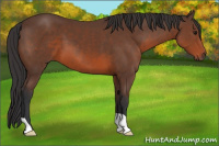 Horse Color:Brown 