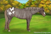 Horse Color:Liver Chestnut Appaloosa Rabicano