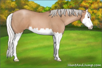Horse Color:Silver Black Pearl Sabino Splash 