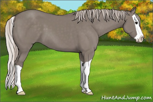 Horse Color: Silver Grullo Splash 