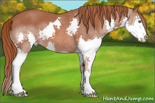 Horse Color: Liver Chestnut Splash 