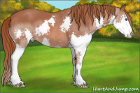 Horse Color:Liver Chestnut Splash 
