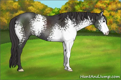 Horse Color: White Spotted Smoky Black Rabicano 
