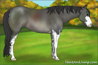 Horse Color:Black Sabino 