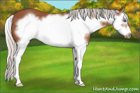 Horse Color:Silver Bay Sabino Splash Frame