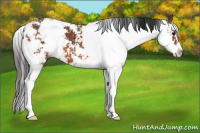 Horse Color:Bay Sabino