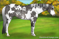 Horse Color:White Spotted Black Sabino Rabicano 
