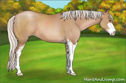 Horse Color: Silver Black Pearl Sabino 