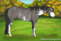 Horse Color:Grullo Sabino Rabicano