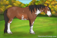 Horse Color:Bay Sabino 