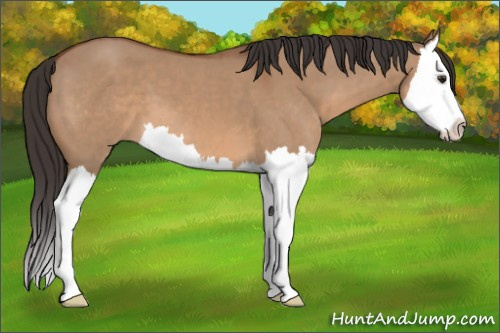 Horse Color: Bay Dun Splash 