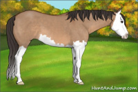 Horse Color:Bay Dun Splash 
