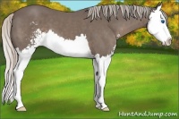 Horse Color:Silver Black Sabino Splash