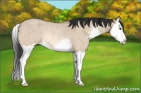 Horse Color:Bay Roan Dun Sabino Splash Rabicano 