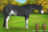 Horse Color:Black Sabino