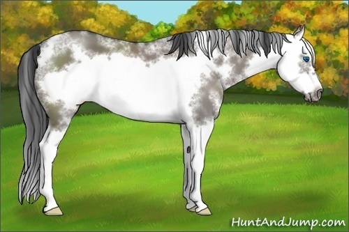 Horse Color: Grullo Sabino Splash Frame 