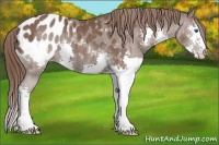 Horse Color:Bay Splash Blanket Rabicano 