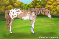 Horse Color:Chestnut Sabino Appaloosa 