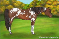 Horse Color:White Spotted Bay Appaloosa