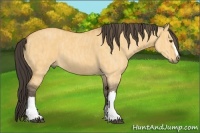 Horse Color:Buckskin Dun  Brindle