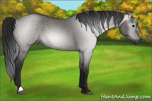 Horse Color:Gray Grullo Roan 