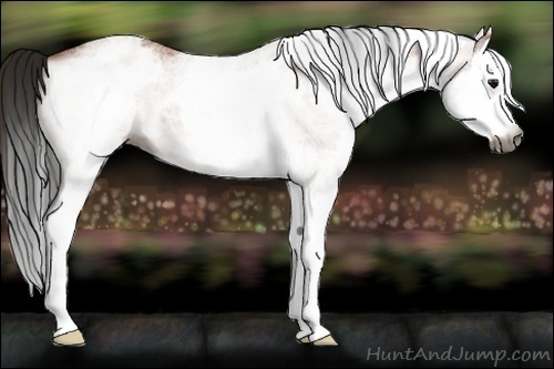 Horse Color:Gray White Spotted Bay Splash 