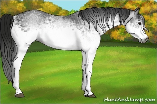 Horse Color:Gray White Spotted Black 