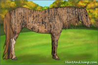 Horse Color:Black  Brindle