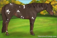 Horse Color:White Spotted Liver Chestnut 
