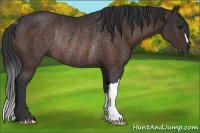 Horse Color:Bay Rabicano 