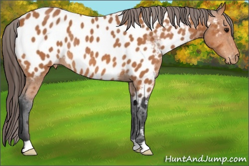 Horse Color: Bay Near Leopard Rabicano 