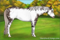 Horse Color:White Spotted Silver Bay Frame 