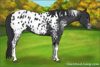Horse Color:White Spotted Black Blanket 