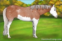 Horse Color:Silver Bay Sabino Splash 