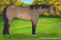 Horse Color:Brown Dun 